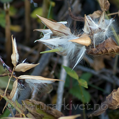 BB 06 0164 / Vincetoxicum rossicum / Russesvalerot